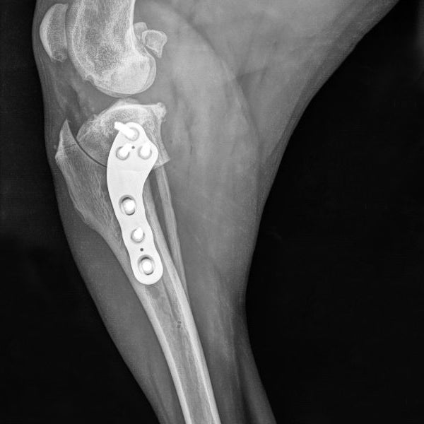 Comprehensive TPLO Course