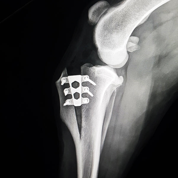 TTA RAPID®: A Straight, Partial Osteotomy Technique for repairing Cruciate Ligament Ruptures, AAHA CON CE Course